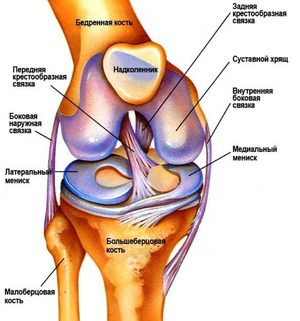 Анатомия сустава колена